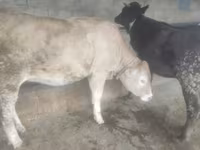 Býk, Swiss cattle — foto 1