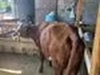 Koe, Latvian Blue cattle — foto 8