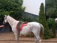 اسب نر, اسب — عکس 2