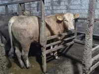 Banteng, Cattle — foto 1