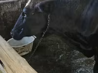 Ng'ombe dume, Banda la Holstein — picha 4