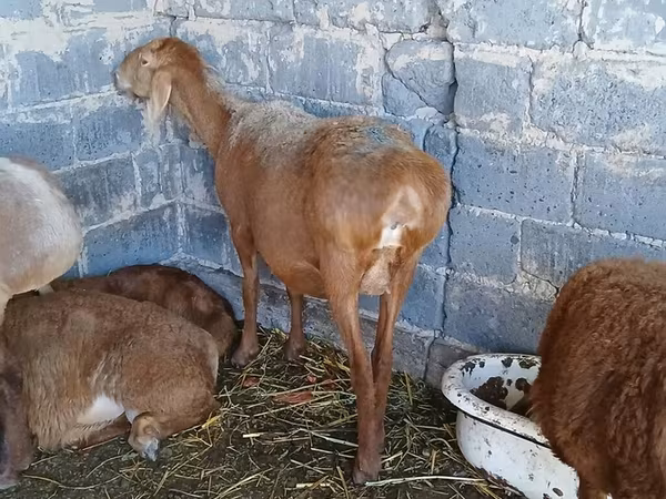 Ram, Sheep — Kyrgyzstan