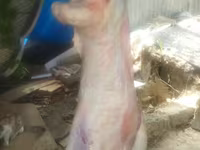ஆண் ஆடு, ஆடுகள் — புகைப்படம் 3