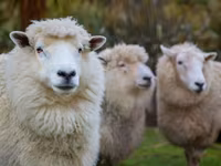 Sheep, Sheep — photo 1
