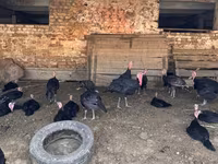 Turkeys — foto 2