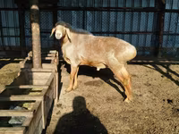 숫양, Hissar sheep — 사진 4