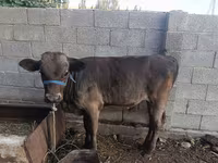 Lembu jantan, Cattle — foto 6