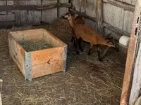 قوچ, Cameroon sheep — عکس 5