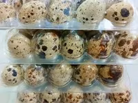 Quails — 写真 1