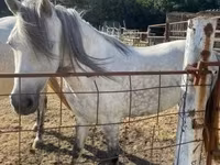 Kısrak, Hungarian horse breed — foto 2