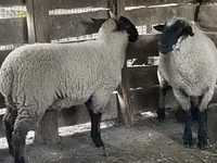 Ovce, Suffolk sheep — foto 3