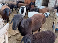 Ram, Hissar sheep — foto 1
