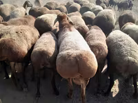 بز نر, Beetal goats — عکس 5