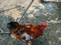 Chickens — 8-rasm
