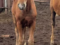Klisna, Thoroughbred horse — foto 8