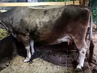 गाय, मवेशी — फ़ोटो 3