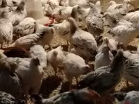 Chickens — புகைப்படம் 4