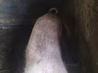 Babi hutan, Pigs — foto 3