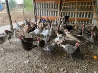 Turkeys — fotografija 1