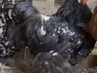 اورپینگتون — عکس 1