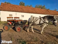 Klisna, Koně — foto 6