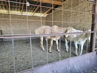 Carnero, Arashan sheep — foto 5