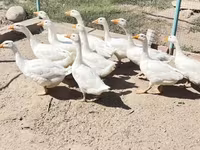 Geese — foto 2