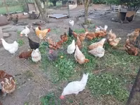 Chickens — sawirka 6