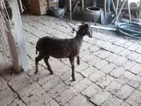 Montone, Arabi sheep — foto 3
