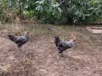 Chickens — ፎቶ 1