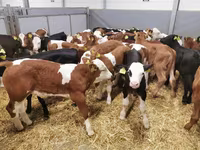 母牛, Cattle — 照片 2