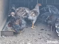 Chickens — fotografija 2