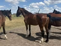 암말, Dutch warmblood horse — 사진 1
