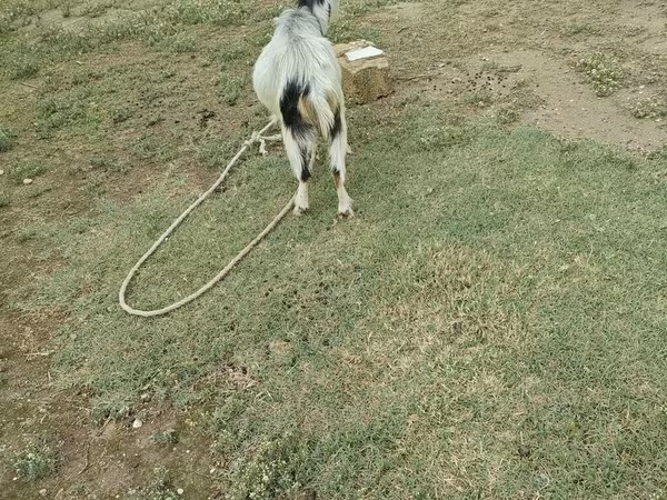 Kambing jantan, Goats