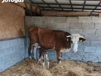 Bou, Simmental cattle — foto 1