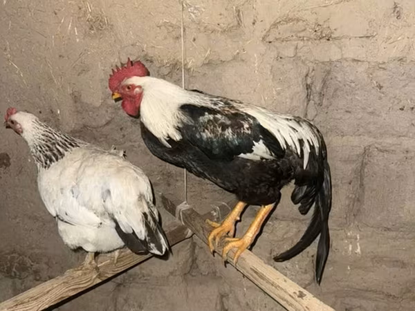 Chickens — Kyrgyzstan
