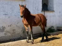 Айғыр, Жылқылар — 6-сурет