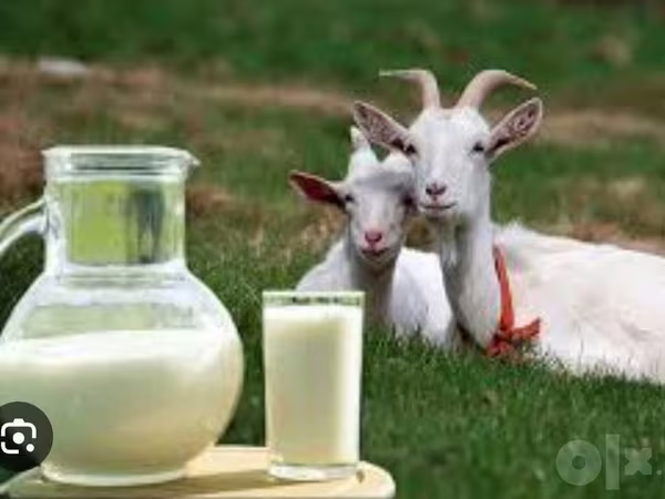 ፍየል, Saanen goat