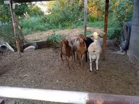 بھیڑ, Hissar sheep — تصویر 1