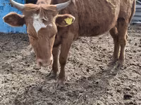 گاو ماده, Latvian Blue cattle — عکس 2