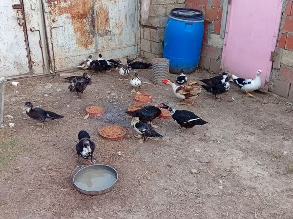 domaća muskovska patka