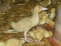 Ducks — foto 2