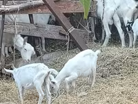 Kambing betina, Saanen goat — foto 3