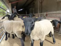 میش, White Suffolk sheep — عکس 3