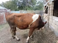 Krava, Simmental cattle — fotografija 3