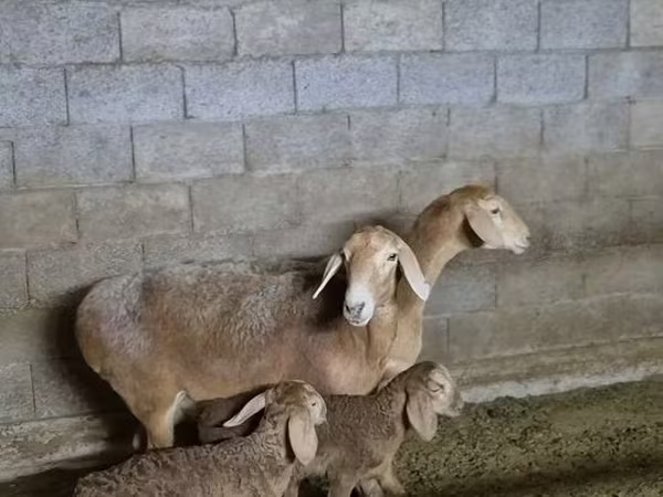 قوچ, Arashan sheep