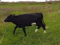 گاو ماده, Russian Black pied cattle — عکس 2