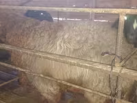 Domba jantan, Sheep — foto 1