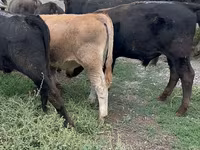 Bulle, Swiss cattle — Foto 2
