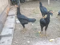 galinhas Shamo — foto 2